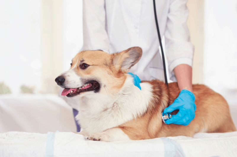 do corgi have health problems