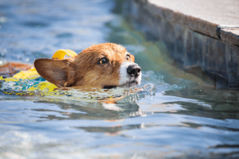 Do Corgis Like To Swim